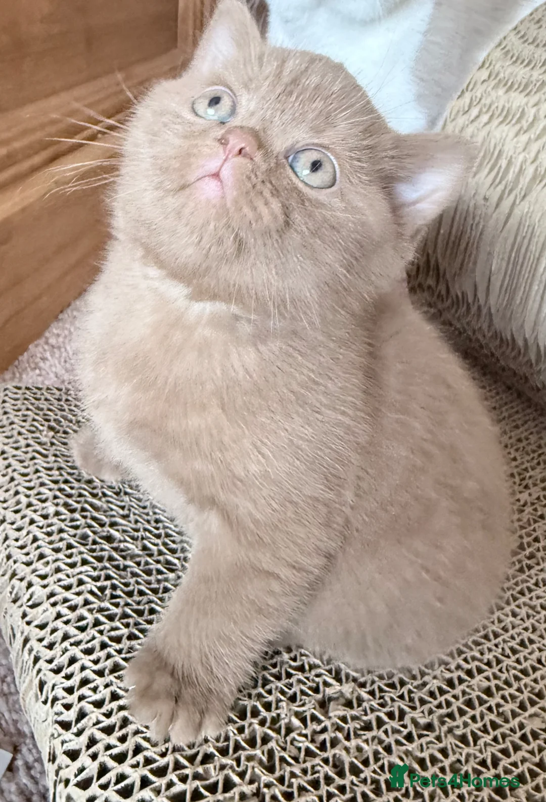 British Shorthair cats for sale: kitten - Advert 1
