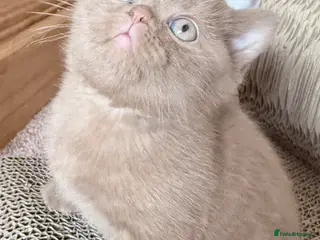 British Shorthair cats kitten - Advert 2