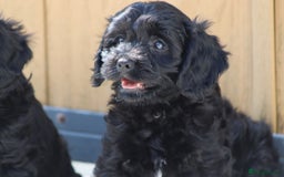 Cavapoo dogs for sale: Beautiful F1 Cavapoo puppies for sale - Image 4