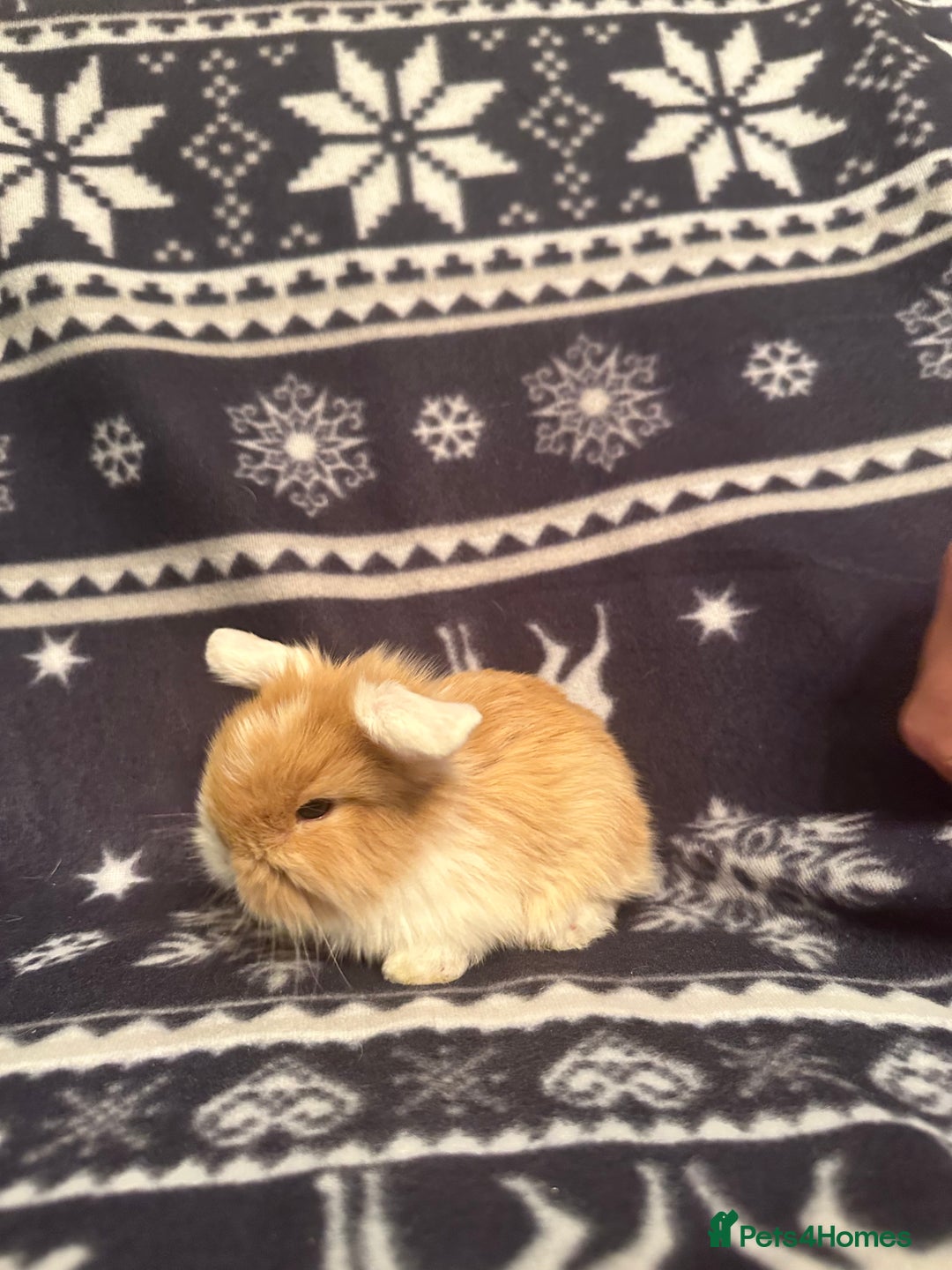 Mini Lop rabbits for sale: Mini lop bunnies  - Advert 7