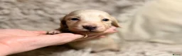 Miniature Dachshund dogs for sale: KC Longhaired Cream Miniature Dachshund Puppies - Advert 30