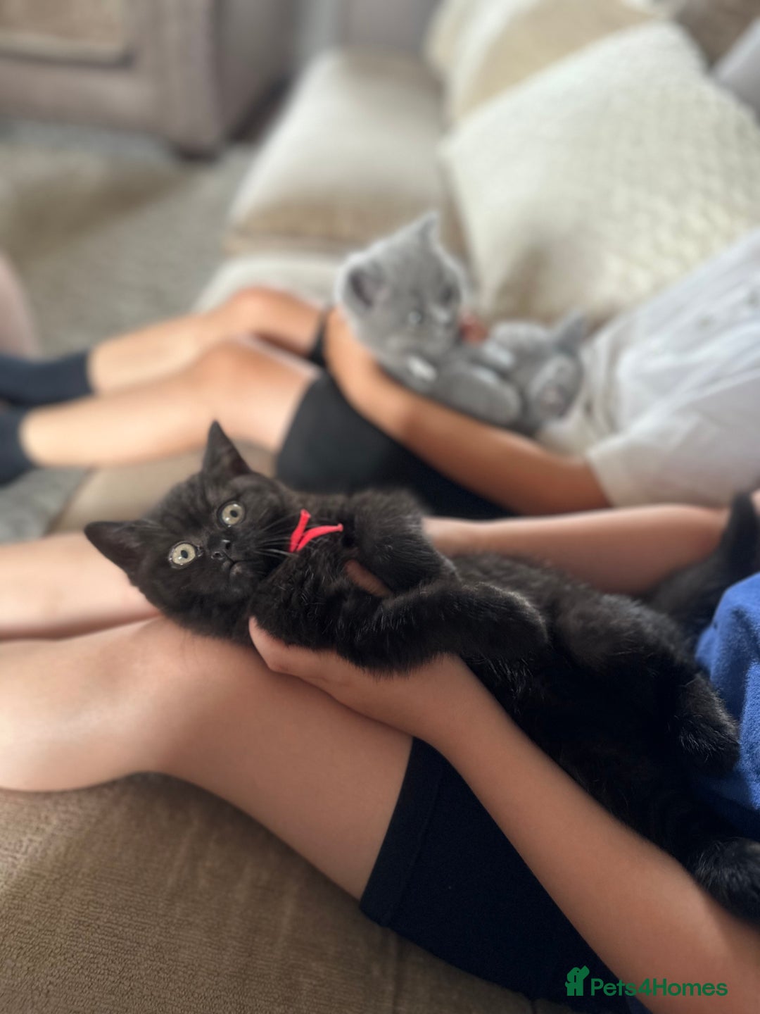 British Shorthair cats for sale: Superb British Short Hair kittens  in Bradford - Image 20