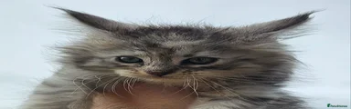  Maine coon