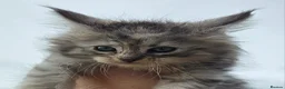 Maine Coon cats for sale: 🔥 CHAMPION RUSSIAN LINE XXL MAINE COON VACCINATED - Advert 2