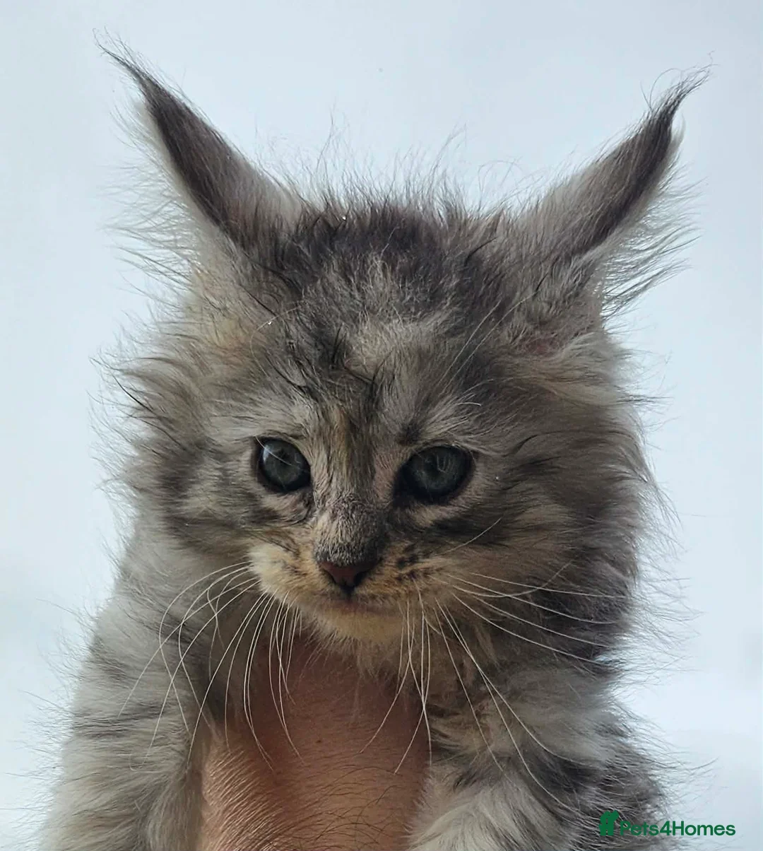 Maine Coon cats for sale: 🔥 CHAMPION RUSSIAN LINE XXL MAINE COON VACCINATED - Advert 2