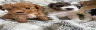 Cavapoo 4