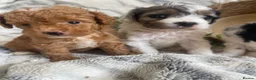 Cavapoo dogs for sale: THERAPY RAISED DNA TESTED CAVAPOOS  - Advert 6