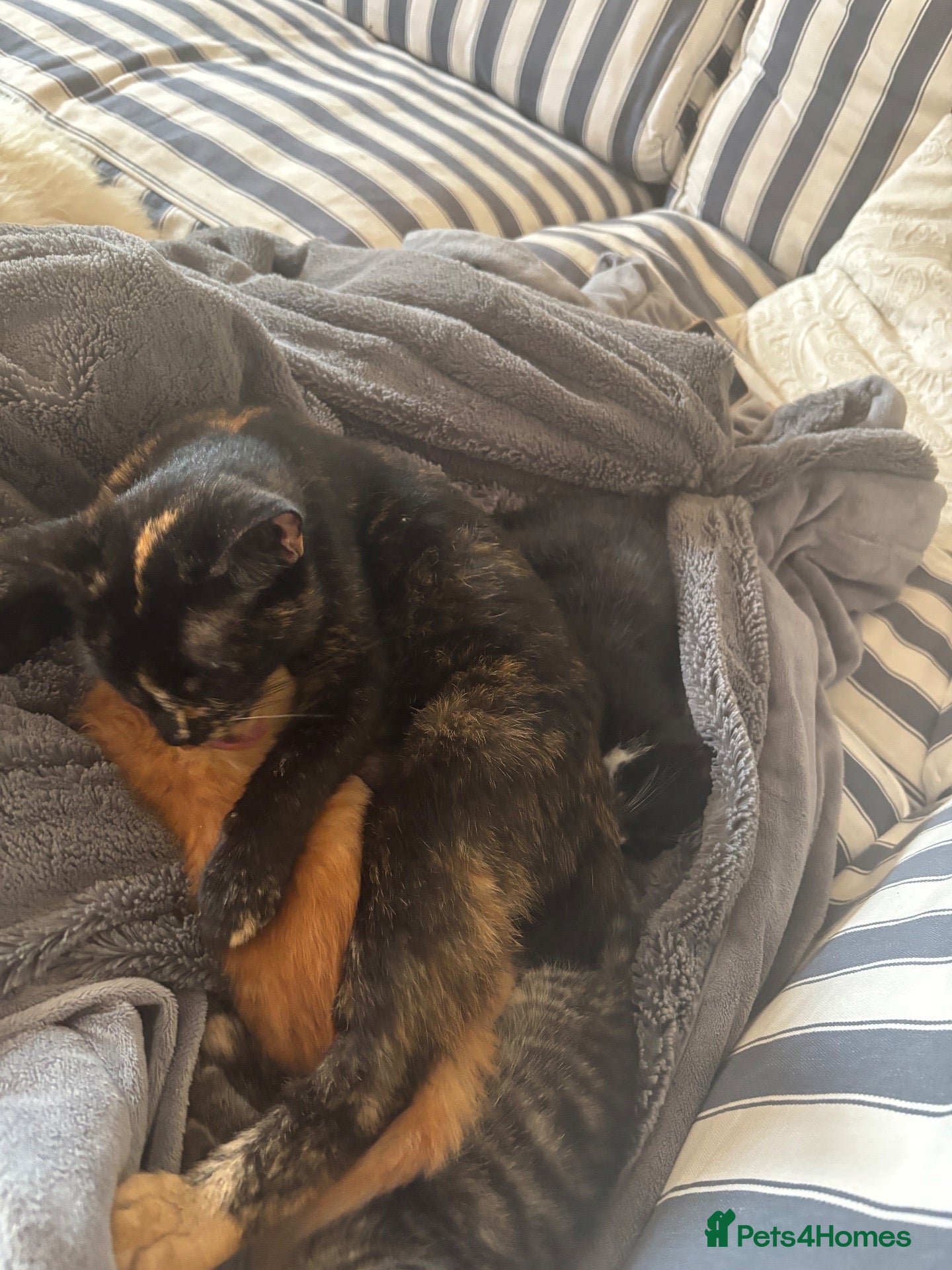 Mixed Breed cats Tuxedo black & white kitten  - Advert 1