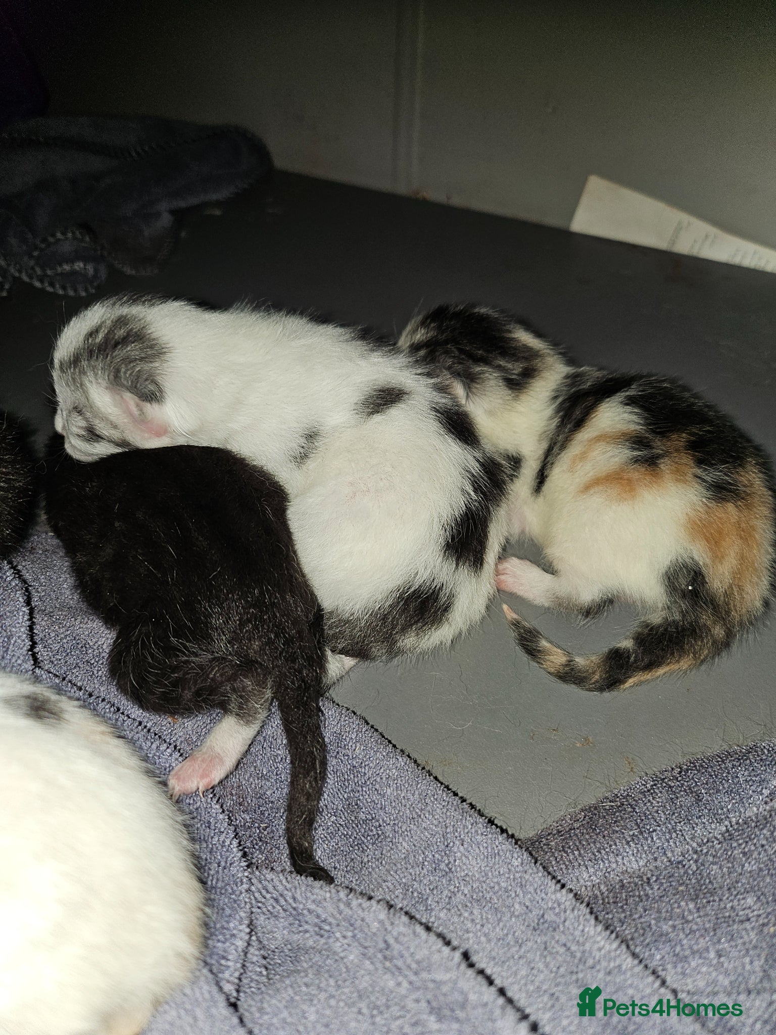 British Longhair cats Geoegous kittens ready in may - Advert 14