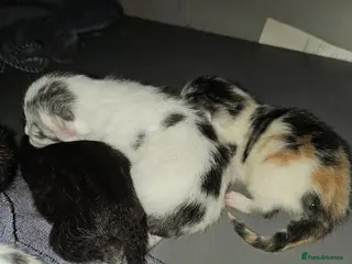 British Longhair cats Geoegous kittens ready in may - Advert 14