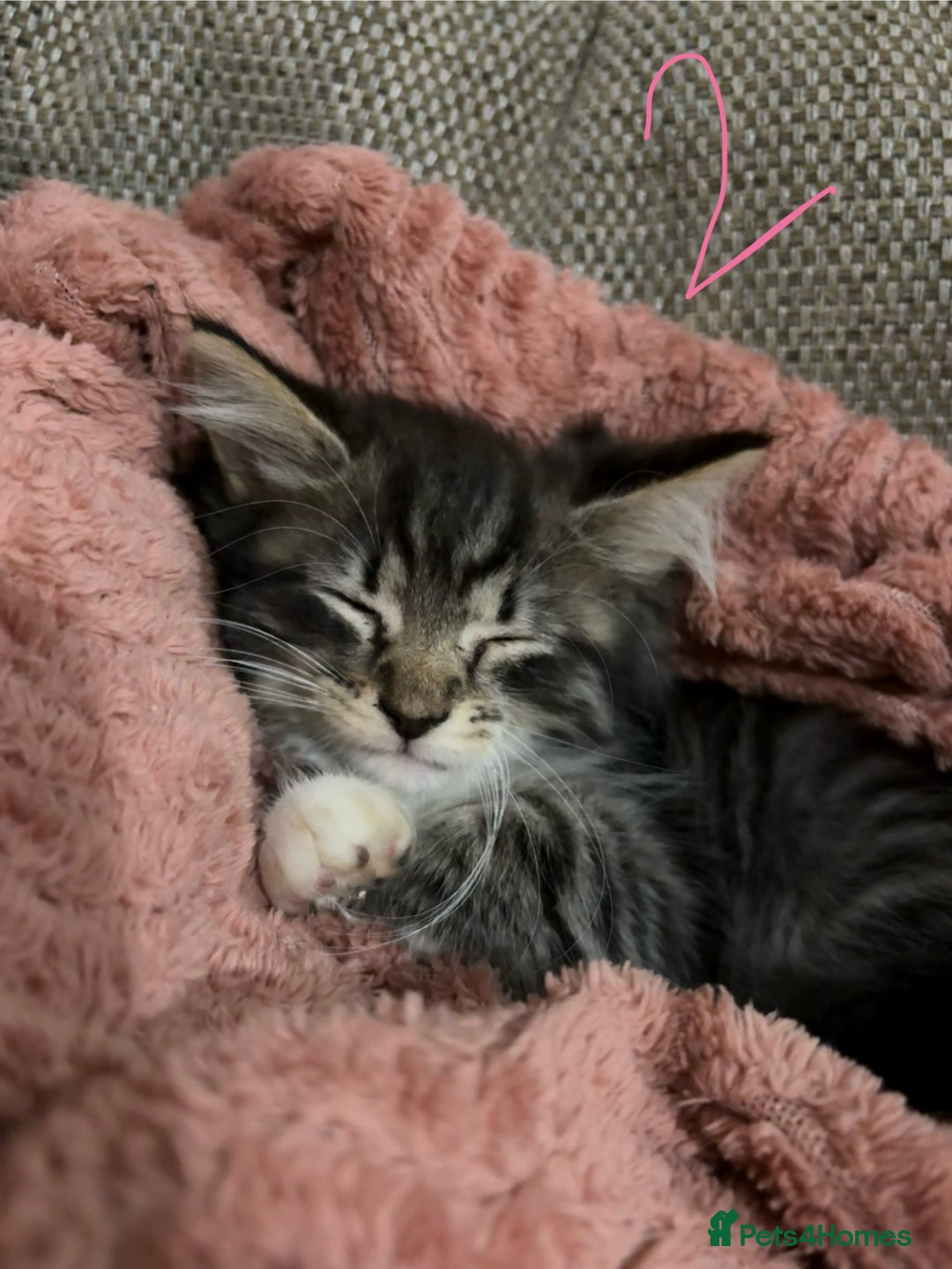 Mixed Breed cats for sale: 3 beautiful female kittens  - Image 12