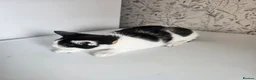 Mixed Breed cats for sale: 2 male kittens 16 weeks old - Advert 5