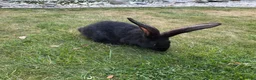 Continental Giant rabbits for sale: 8 Continental Giant Babies - Advert 4