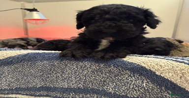 Sproodle dogs - Advert 7