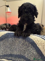 Sproodle dogs - Advert 9