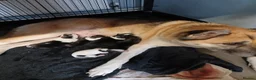 Huskita dogs for sale: Huskita  Puppies - Advert 5