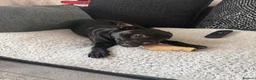 Mixed Breed dogs for sale: Frenchy cross staffy  - Advert 2