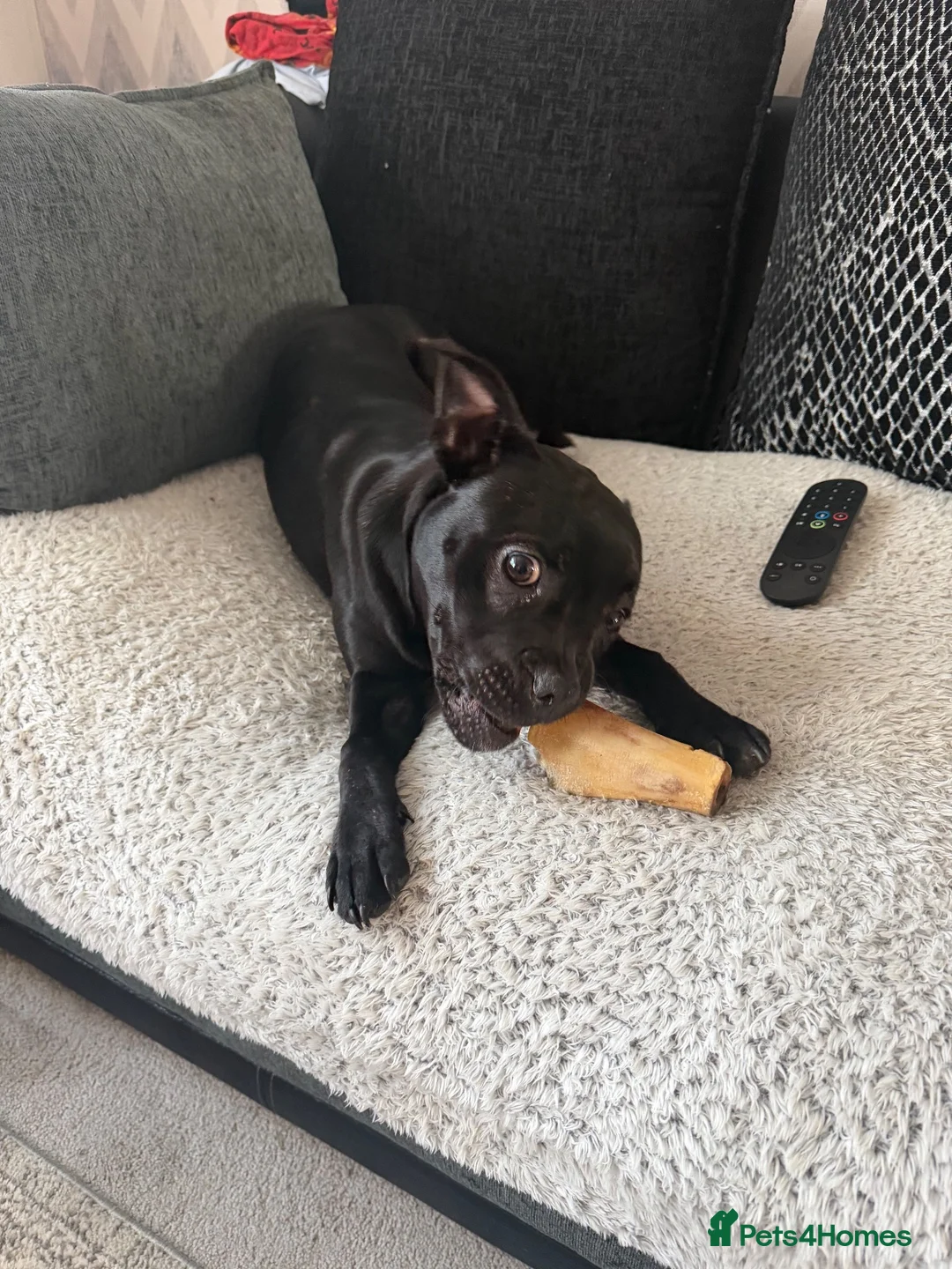 Mixed Breed dogs for sale: Frenchy cross staffy  - Advert 2