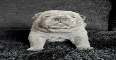 Mixed Breed dogs ChowPei Pups  - Advert 12