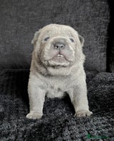 Mixed Breed dogs ChowPei Pups - Advert 12