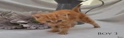 Persian cats for sale: Adorable Purebred Persian Kittens!!! - Advert 9