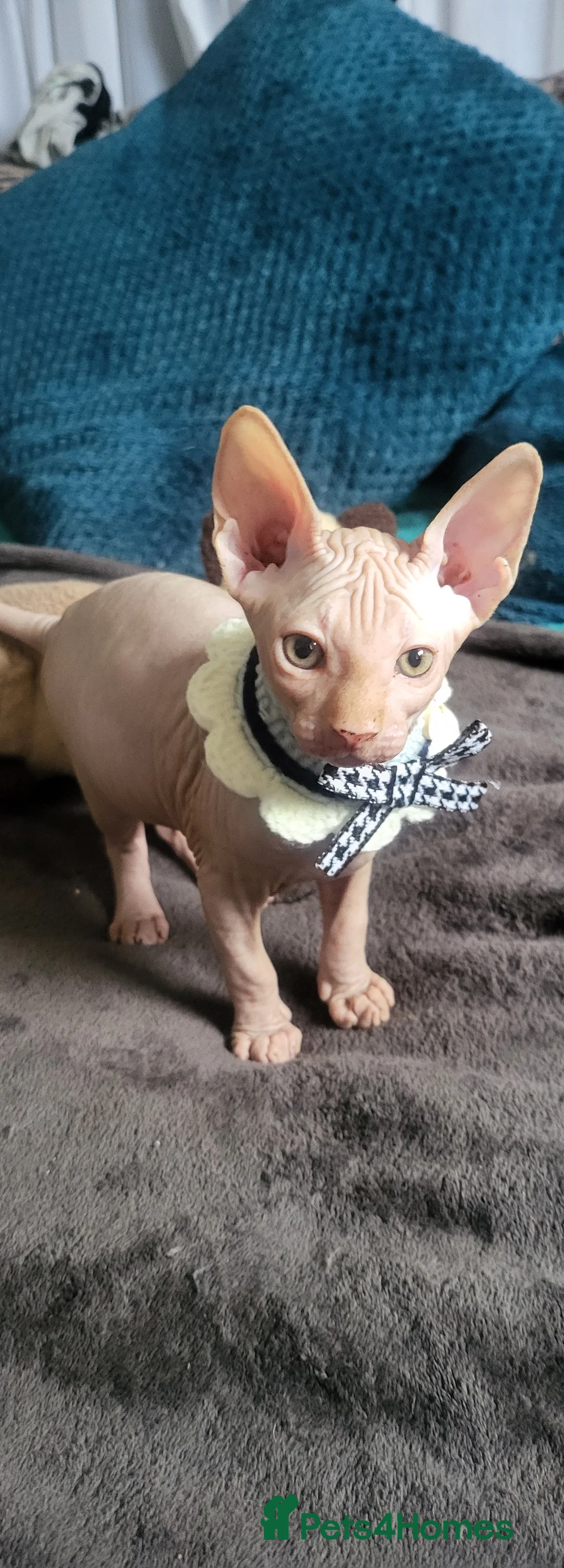 Sphynx cats for sale: Last Canadian Sphynx looking for his forever home - Advert 2