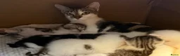 Mixed Breed cats for sale: Gorgeous Kittens Looking for Loving Homes - Advert 5