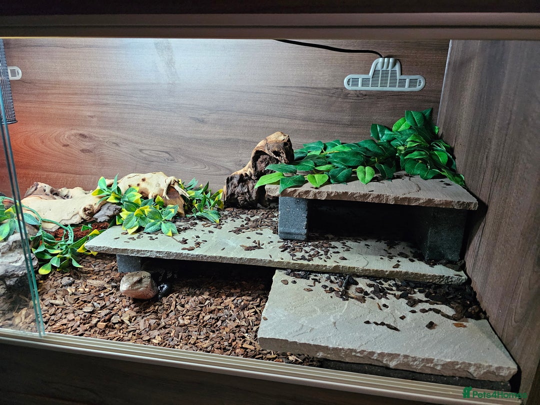 Skink reptiles for sale: Blue Tongued Skink-Male enclosure and cabnet setup - Advert 6