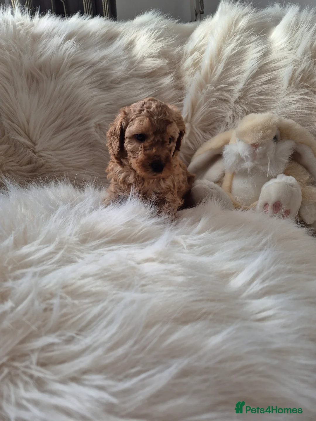 Cockapoo dogs for sale: F1B COCKAPOO PUPPIES  - Advert 15