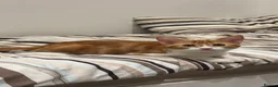 Mixed Breed cats for sale: Ginger Kitten litter in Manchester - Advert 2