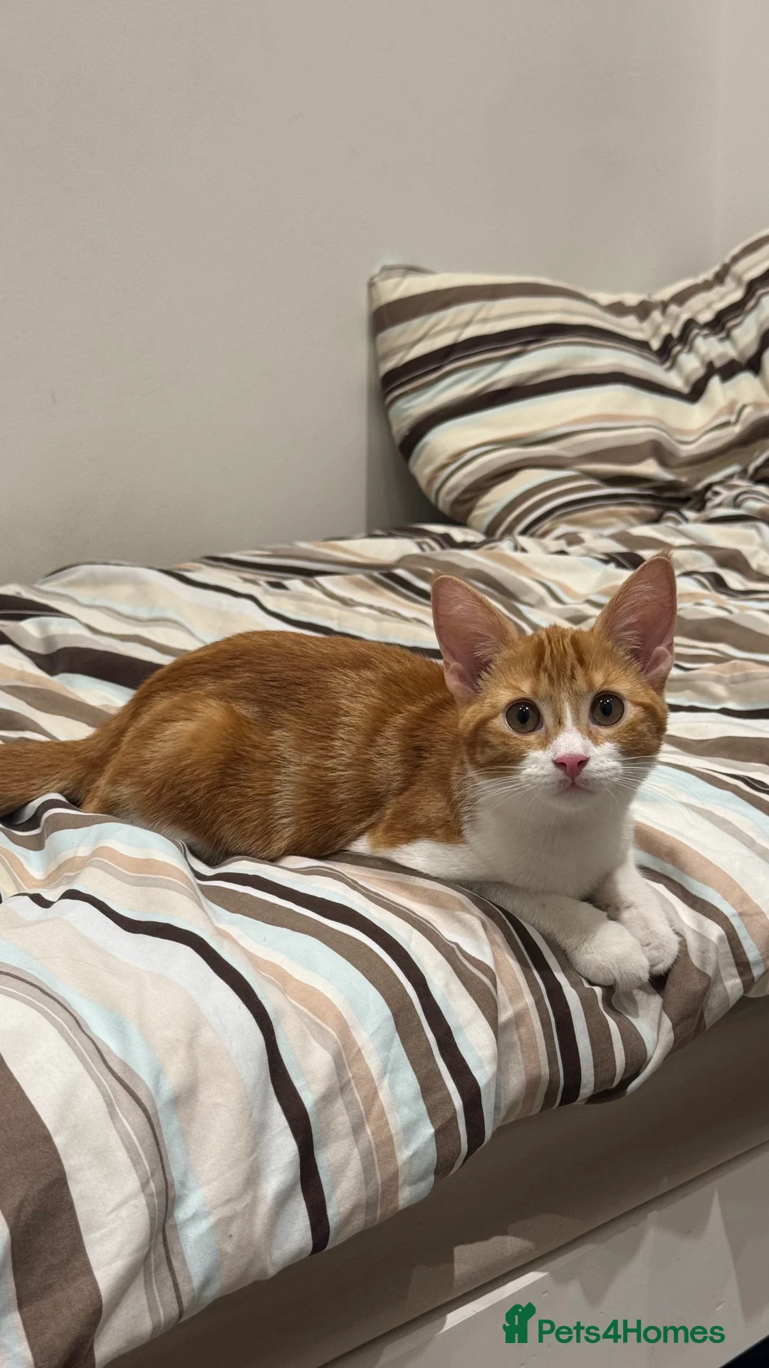 Mixed Breed cats for sale: Ginger Kitten litter in Manchester - Advert 2