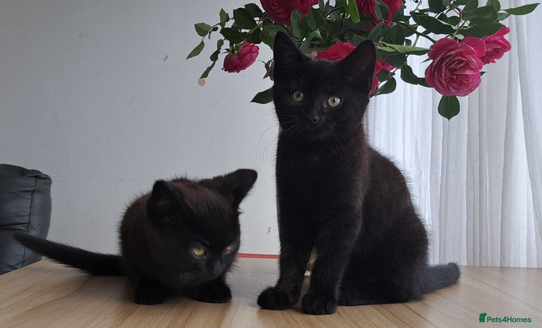 Russian Blue cats Stunning Russian Blue Cross Available 🐾 - Advert 10
