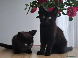 Russian Blue cats Stunning Russian Blue Cross Available 🐾 - Advert 10