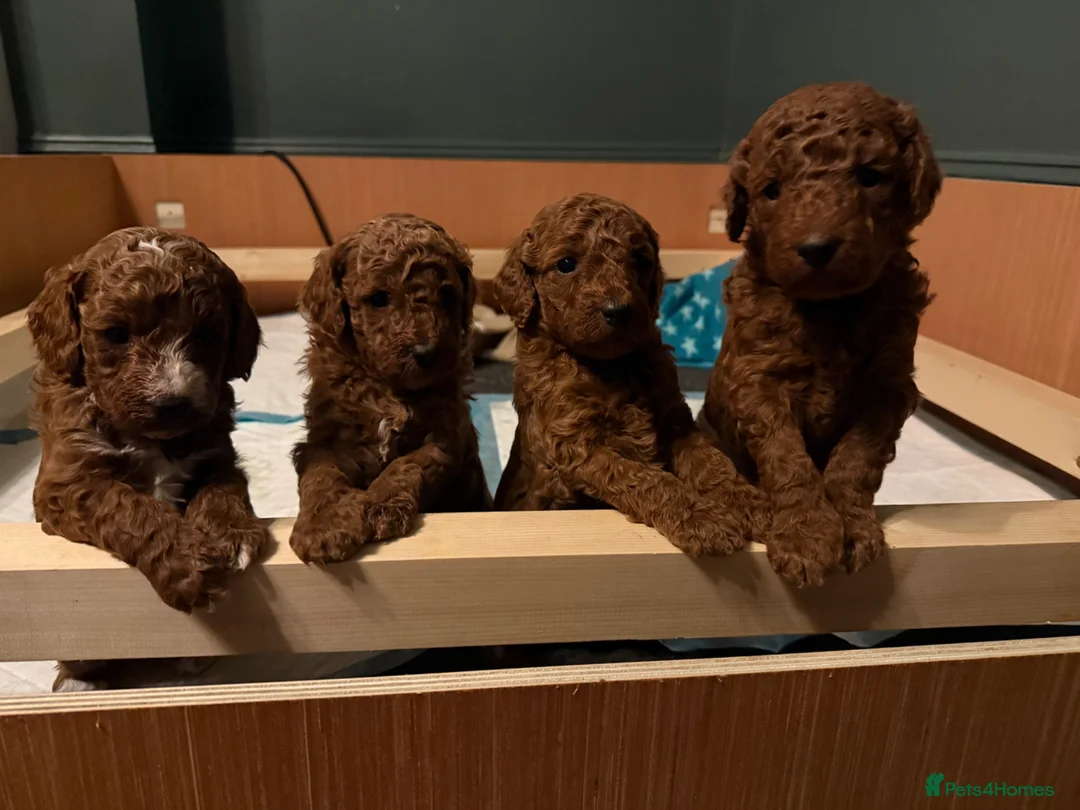 Miniature Poodle dogs for sale: Red moyen (medium) poodle puppy - Advert 1