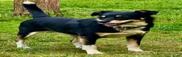 German Shepherd dogs for sale: 🐾 AGATA – Female German Shepherd 🐾 - Advert 4