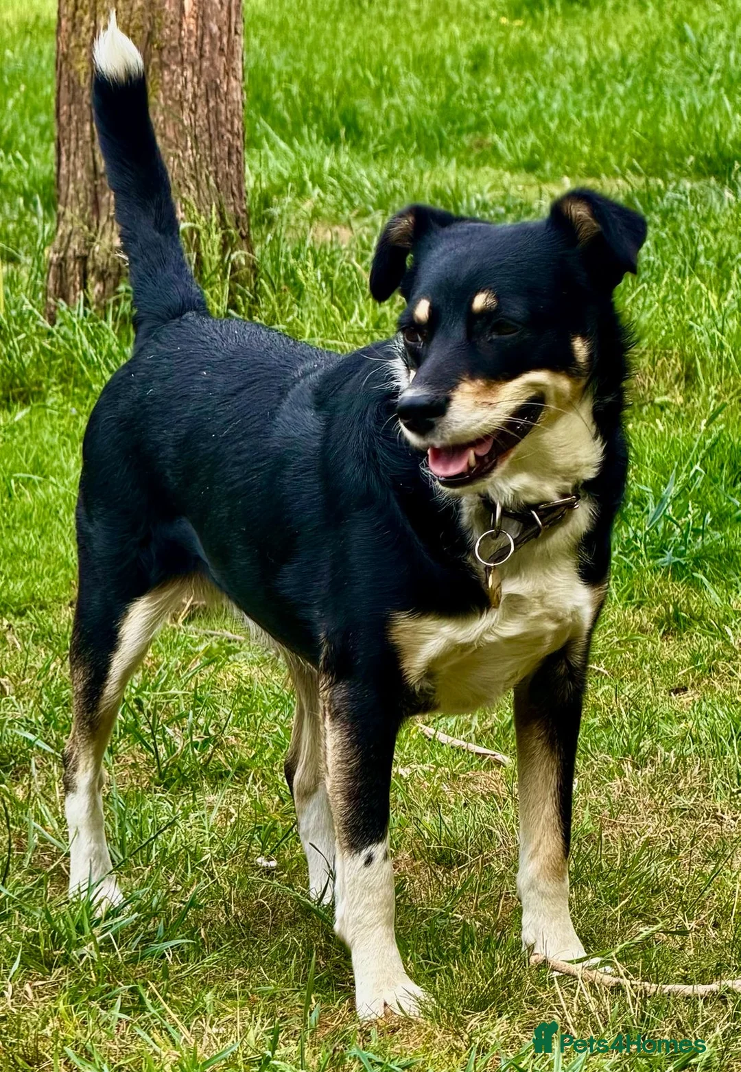 German Shepherd dogs for sale: 🐾 AGATA – Female German Shepherd 🐾 - Advert 4