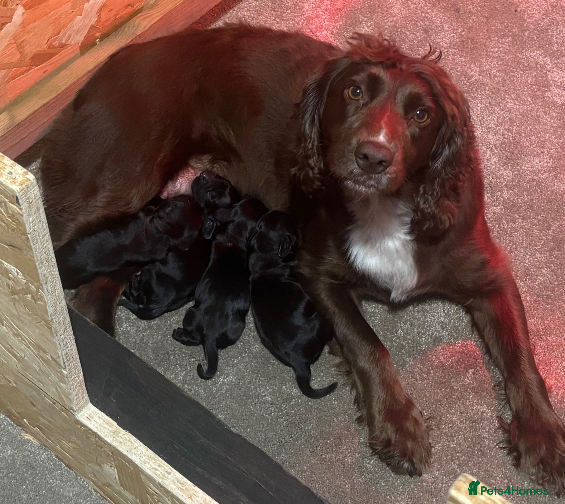 Cocker Spaniel dogs for sale: Cocker Spaniel Pups - Advert 19