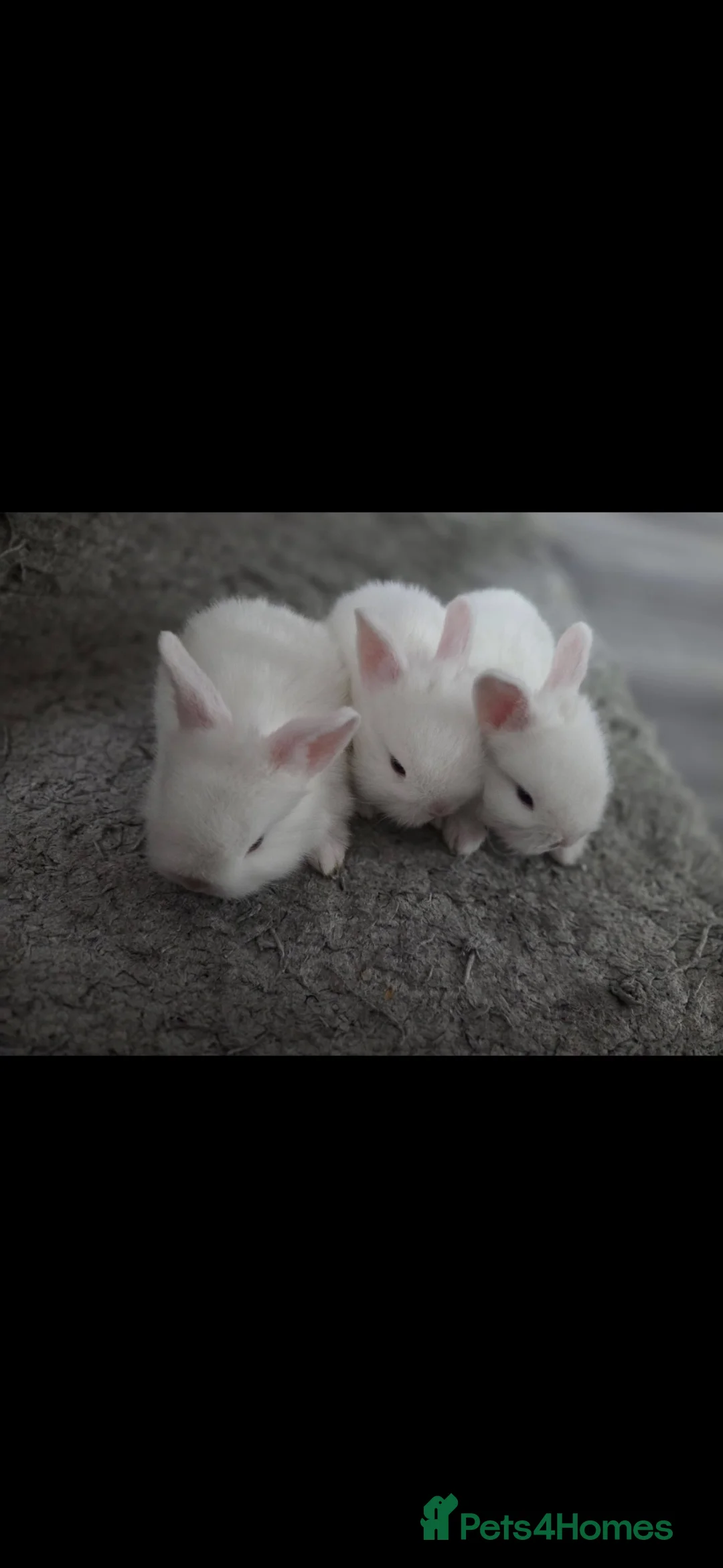 Mixed Breed rabbits for sale: Beautiful white rabbits with blue eyes in Newport - Advert 2