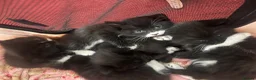 Mixed Breed cats for sale: Black and white fluffy kittens  - Advert 4
