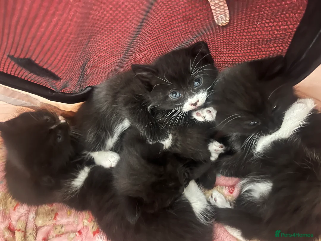 Mixed Breed cats for sale: Black and white fluffy kittens  - Advert 4