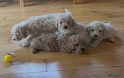 Poochon dogs for sale: Tiny farm bred teddy bear bundles of fun !  - Image 20