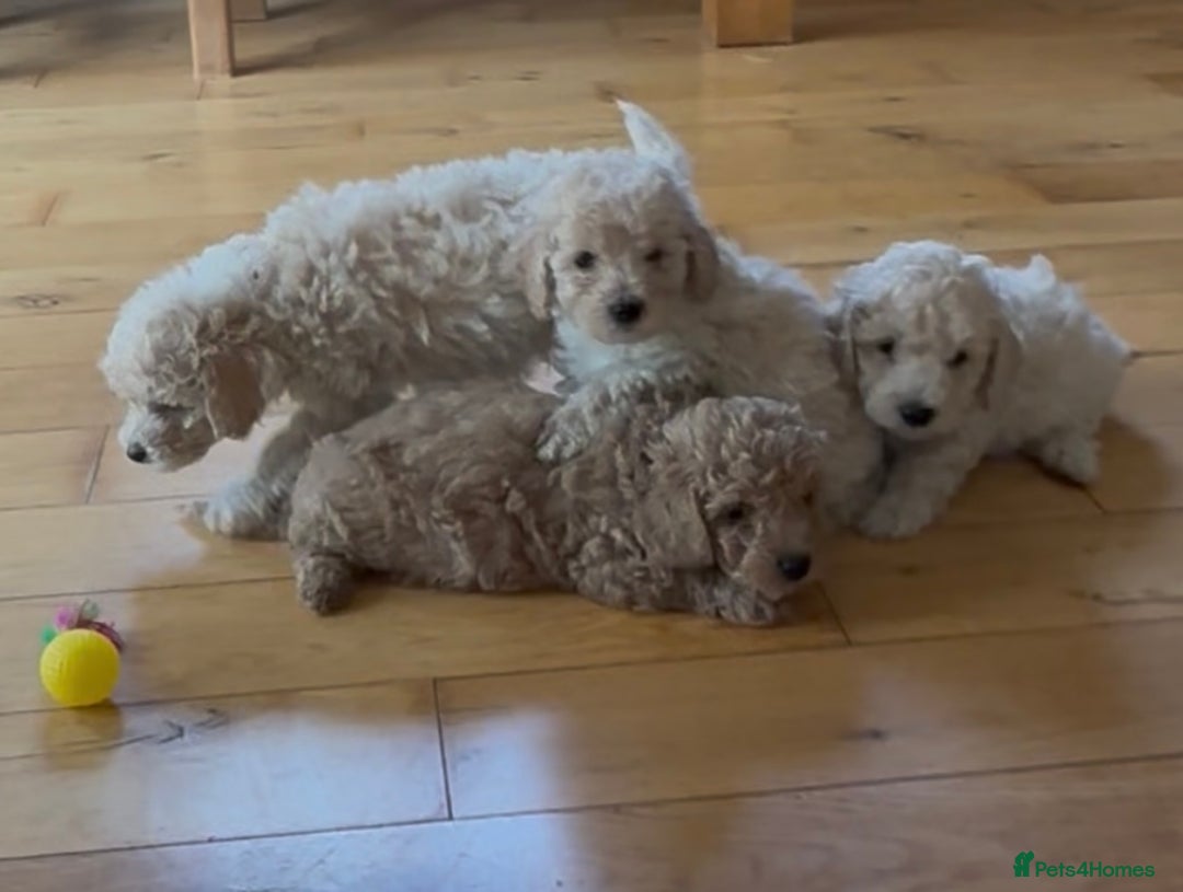 Poochon dogs for sale: Tiny farm bred teddy bear bundles of fun !  - Image 20