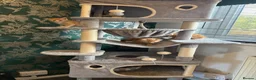 Siamese cats for sale: 4 beautiful kittens  - Advert 5
