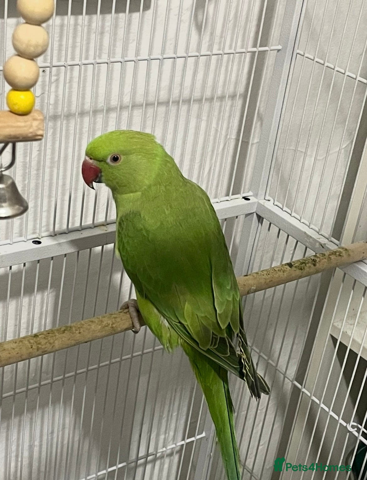 Ringnecks birds Indian Ringneck  - Advert 16