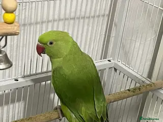 Ringnecks birds Indian Ringneck - Advert 16