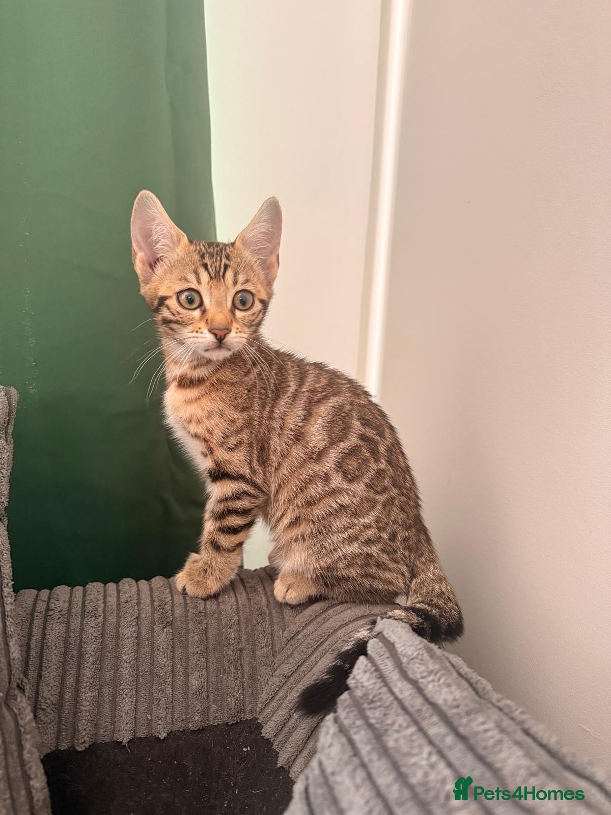 Bengal cats Bengal kittens for sale - Advert 2