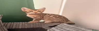 Female - Bella
