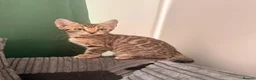 Bengal cats for sale: Two Bengal kittens READY  - Advert 2