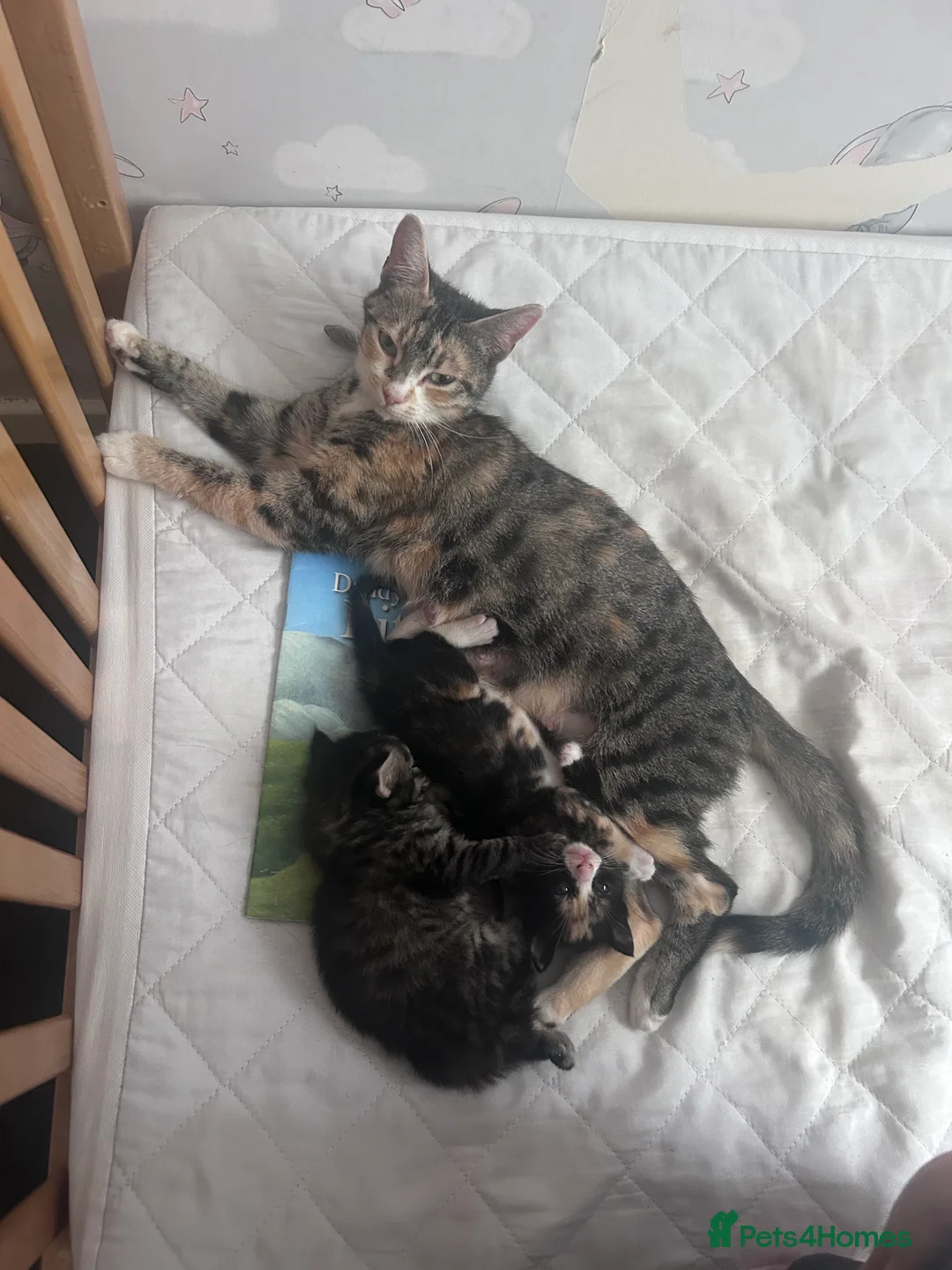 Bengal cats for sale: 2 kittens needing forever homes  in Aldershot - Advert 2