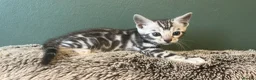 Bengal cats for sale: Magnificent Bloodline Bengals  - Advert 28